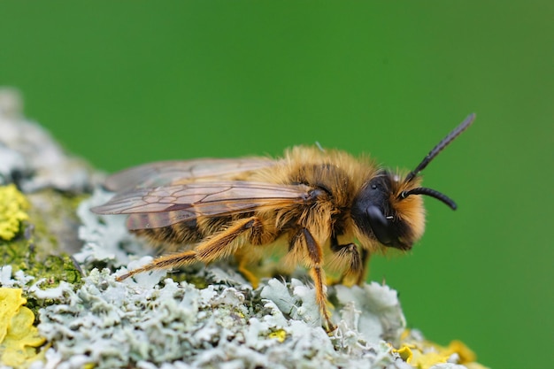 이끼로 덮인 나무 조각에 암컷 노란 다리가 있는 광업 꿀벌의 근접 촬영 - Andrena Flavipes