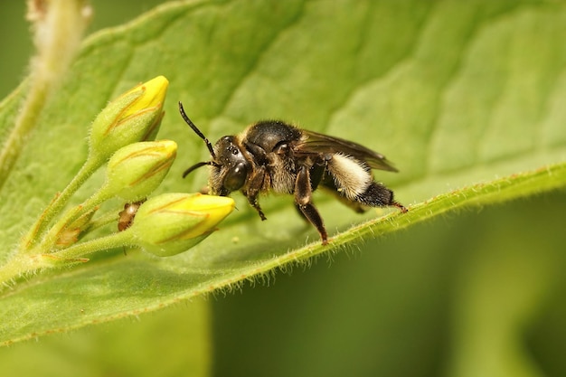 Крупный план самки желтой пчелы-вербейника, Macropis europaea ap