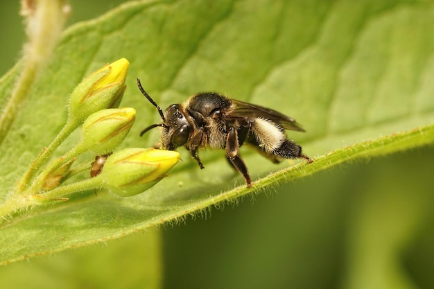 Closeup on a female yellow loosestrife bee, Macropis europaea ap