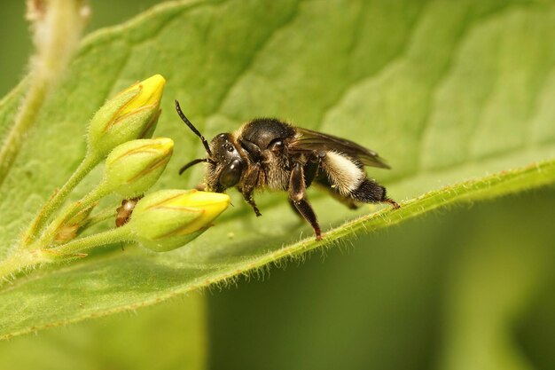 Closeup on a female yellow loosestrife bee, Macropis europaea ap