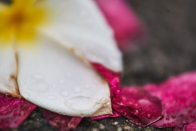 Free photo closeup flower rainy wet spring