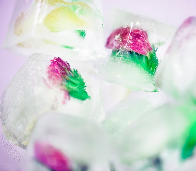 Closeup of flowers in ice cubes