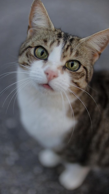 Крупный план пушистой кошки с зелеными глазами