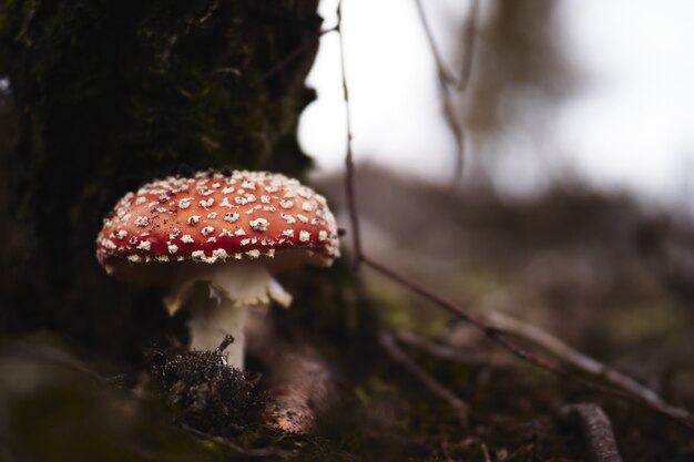 흐린 배경으로 일광에서 필드에 비행 agaric의 근접 촬영