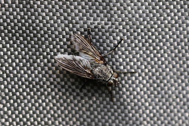 Free photo closeup of a fly on a grey surface under the lights