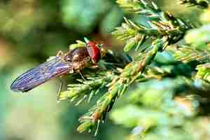 Free photo closeup of fly on a plant