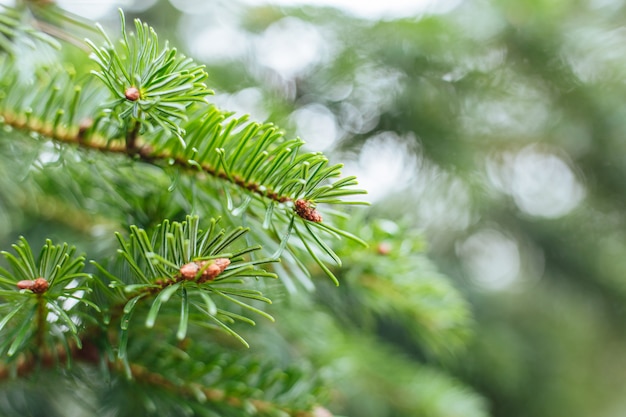 Closeup focus shot of pine tree leaves