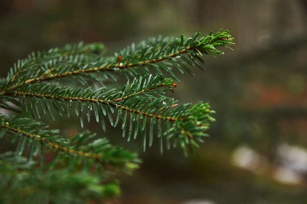 Closeup focus of small branch of pine tree in forest at rainy winter day