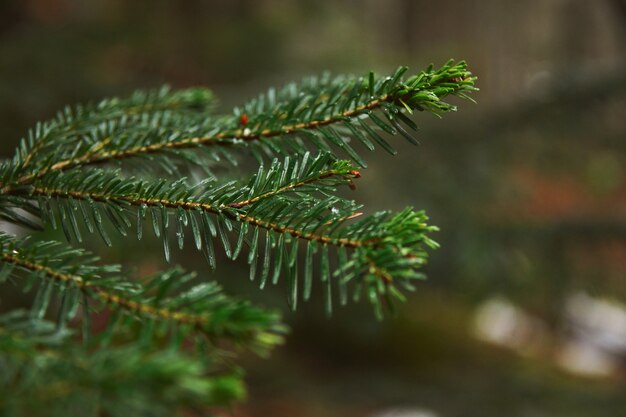Closeup focus of small branch of pine tree in forest at rainy winter day