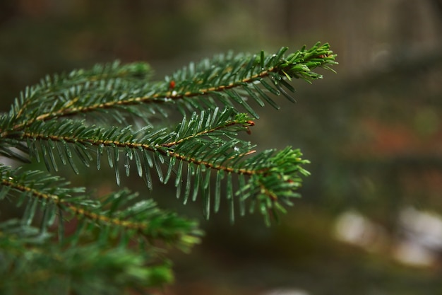 雨の冬の日の森の松の木の小さな枝のクローズアップの焦点