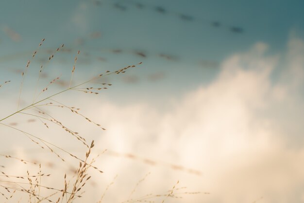 Closeup focused shot of a branch of wheat with a bright background