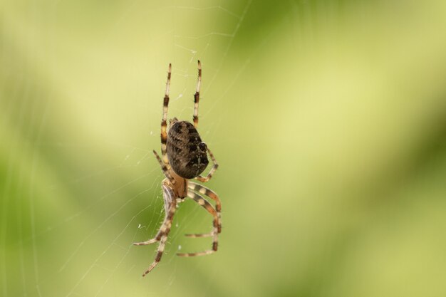 Closeup focused shot of a spider on a spider