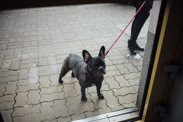 Closeup of a French bulldog on a red leash standing on cobblestone street