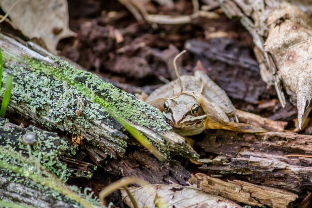 Closeup of a frog on a wooden surface in a forest with a leaf on it