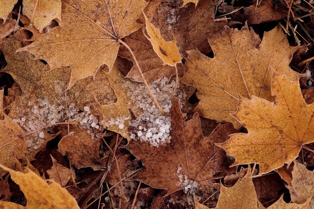 Closeup of frozen dew drops on yellow leaves