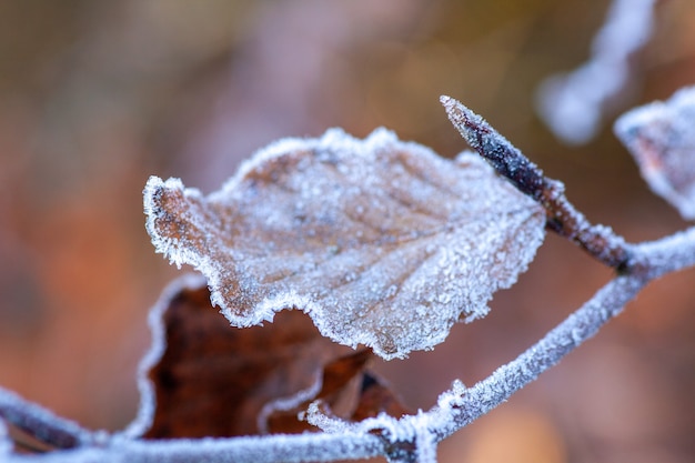Free photo closeup of a frozen leaf