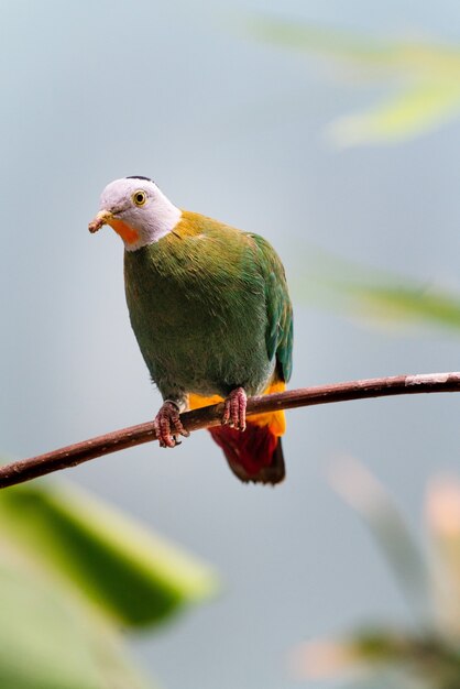 Closeup of a fruit dove ptilinopus perched on a branch