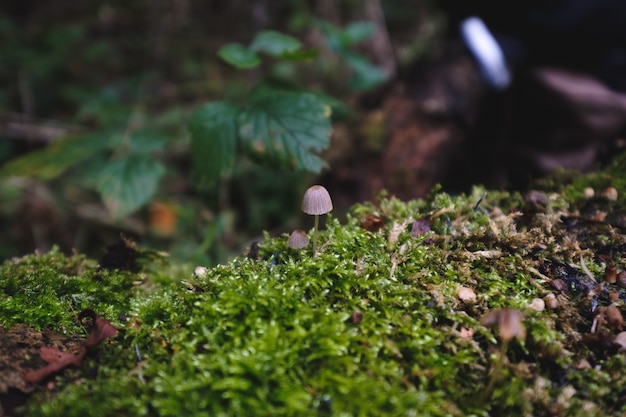 Closeup of fungi growing on mosses on wood under the sunlight