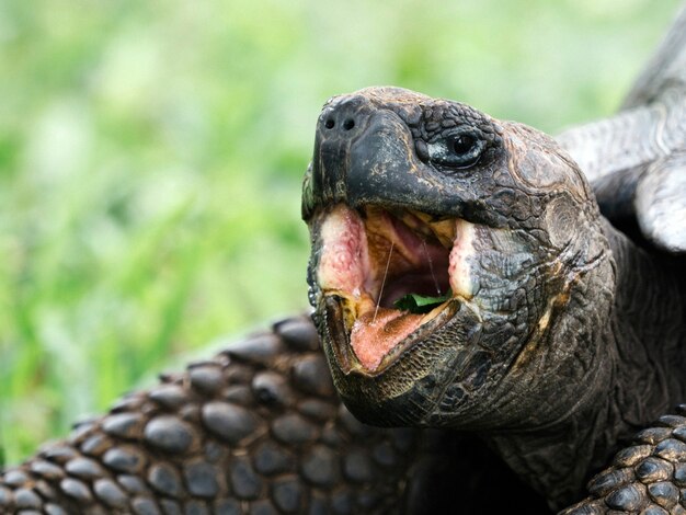 Closeup of a Galápagos tortoise