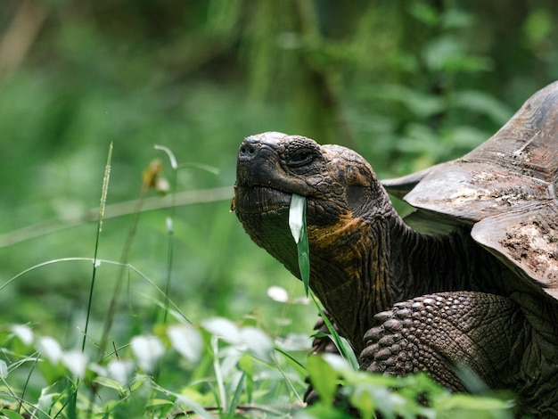 Closeup of a Galápagos tortoise