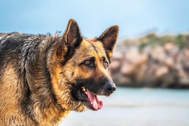 Closeup of a German shepherd on the beach