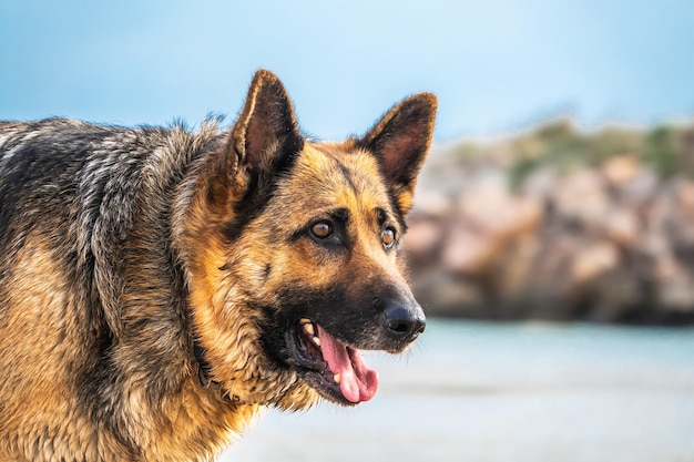 Closeup of a German shepherd on the beach