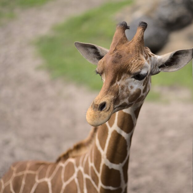 Closeup of a giraffe under the sunlight