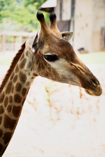 Closeup of giraffe at the zoo