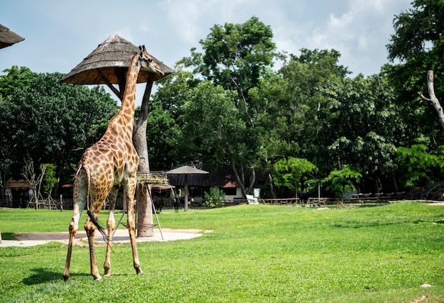 Closeup of giraffe at the zoo