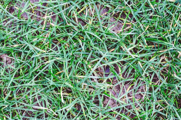 Closeup of grass covering the ground under the sunlight at daytime