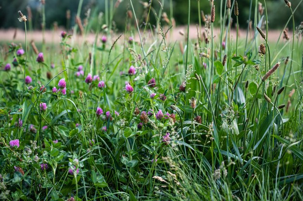 Closeup of the grass and flowers in a field under the sunlight at daytime