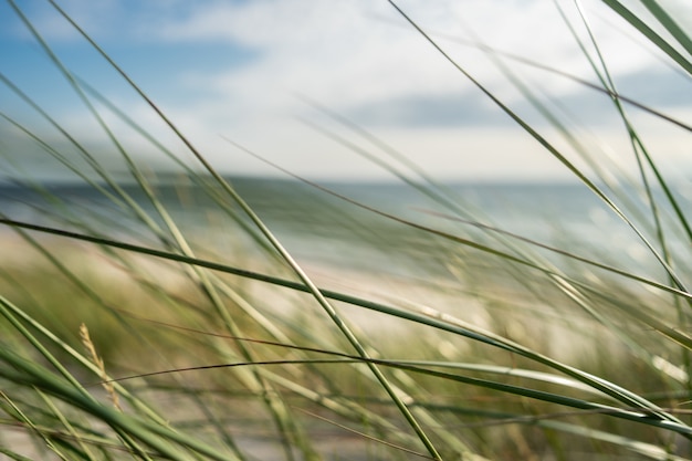 Free photo closeup of grass under sunlight and a cloudy sky with a blurry background