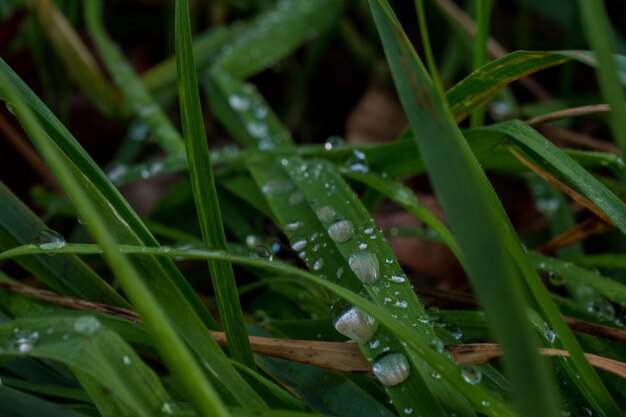 Closeup of the grass with dew on them in a field