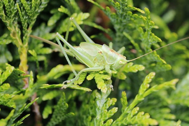 Closeup of a grasshopper on the leaves of a plant in a garden