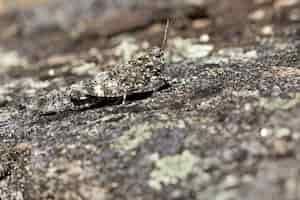 Free photo closeup of a grasshopper on a rock surface