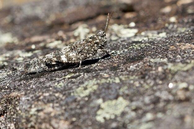 Closeup of a grasshopper on a rock surface