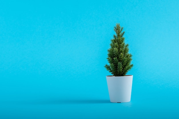 Closeup of grasshopper spruce in a pot on a blue scene