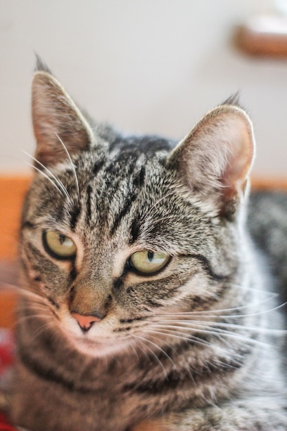 Closeup of gray cat