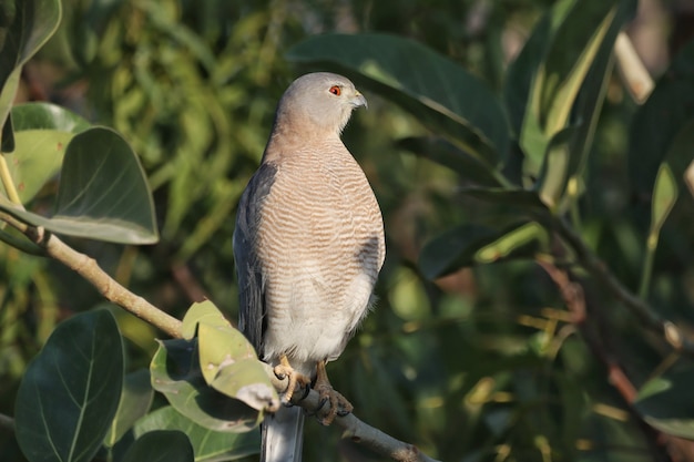 Closeup of a gray hawk perched on a tree branch