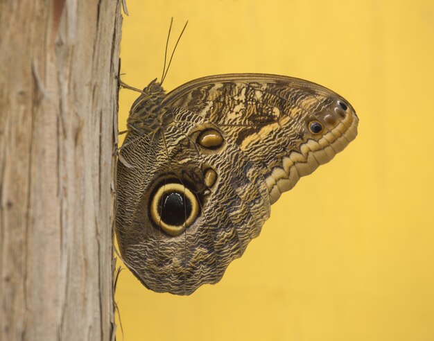 Closeup of a Grayling sitting on a tree on yellow