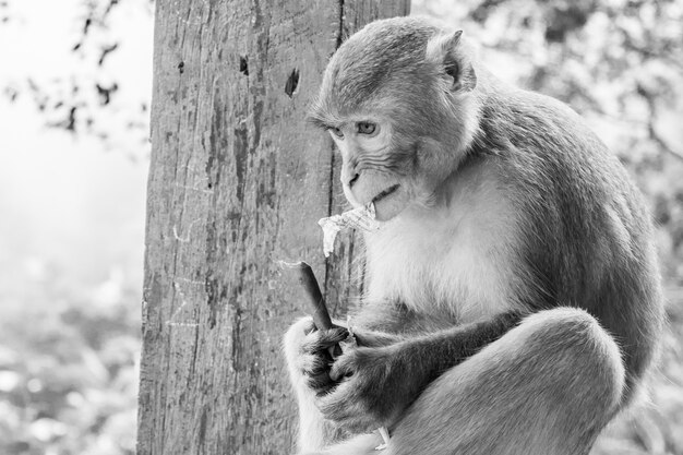 Closeup grayscale photo of rhesus macaque primate monkey sitting on a metal railing