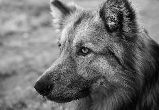 Closeup grayscale shot of a German shepherd dog