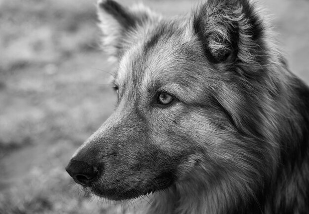 Closeup grayscale shot of a German shepherd dog