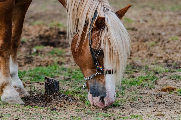 Closeup of a grazing horse on the field at a farm