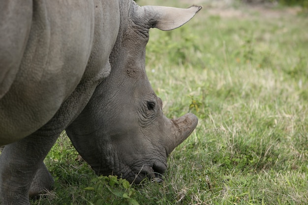 Closeup of a grazing rhinoceros in a field at daylight