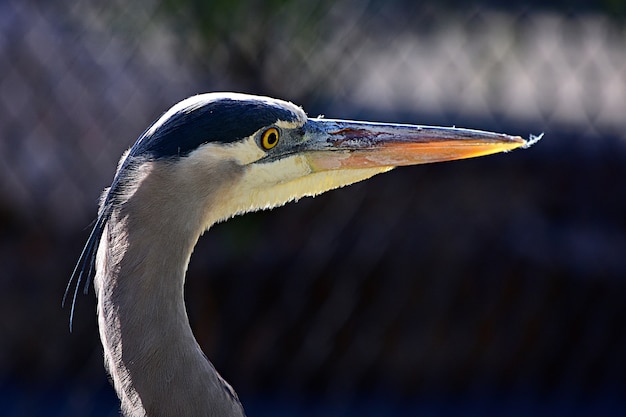 Closeup of a Great blue heron with a long beak under sunlight