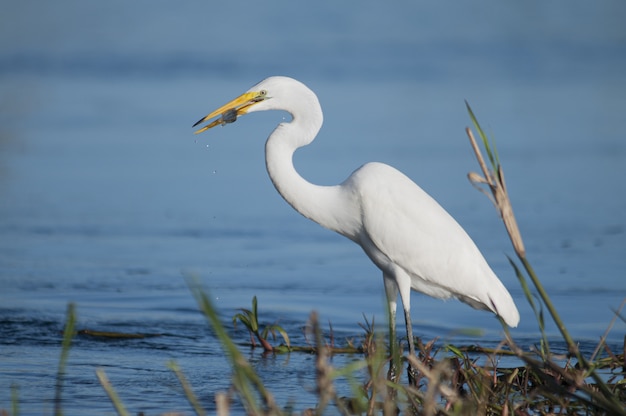 Closeup of a great egret bird enjoying its meal while standing in the lake water