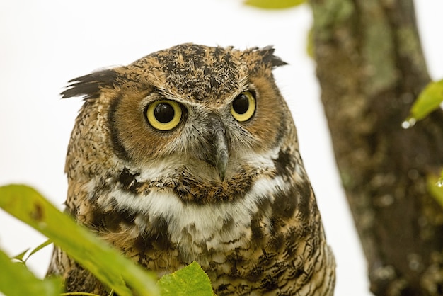 Closeup of a Great horned owl on a branch under the sunlight