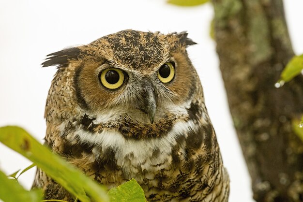 Closeup of a Great horned owl on a branch under the sunlight