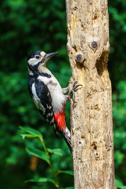 Closeup of a great spotted woodpecker